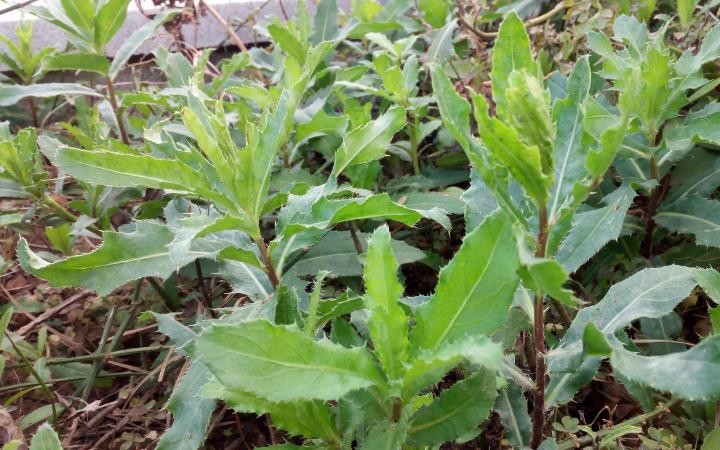 七七菜含刺槐甙,芸香甙,原儿茶酸,咖啡酸,氯原酸,生物碱,抑甙.