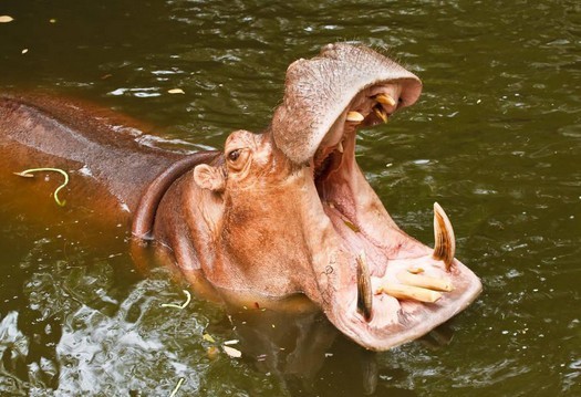 犀牛,想必很多人都见过,体长超过2米,一般体重在1吨到2吨,貌似有点体