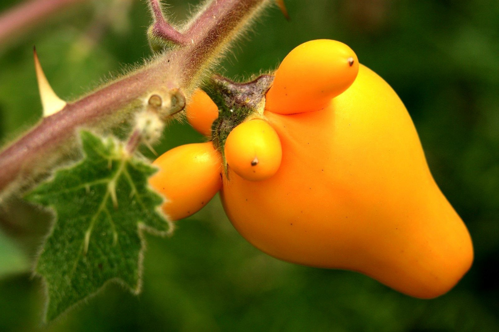 其实这种植物的学名叫做乳茄,乳茄原产美洲,后来由中国广东,广西及