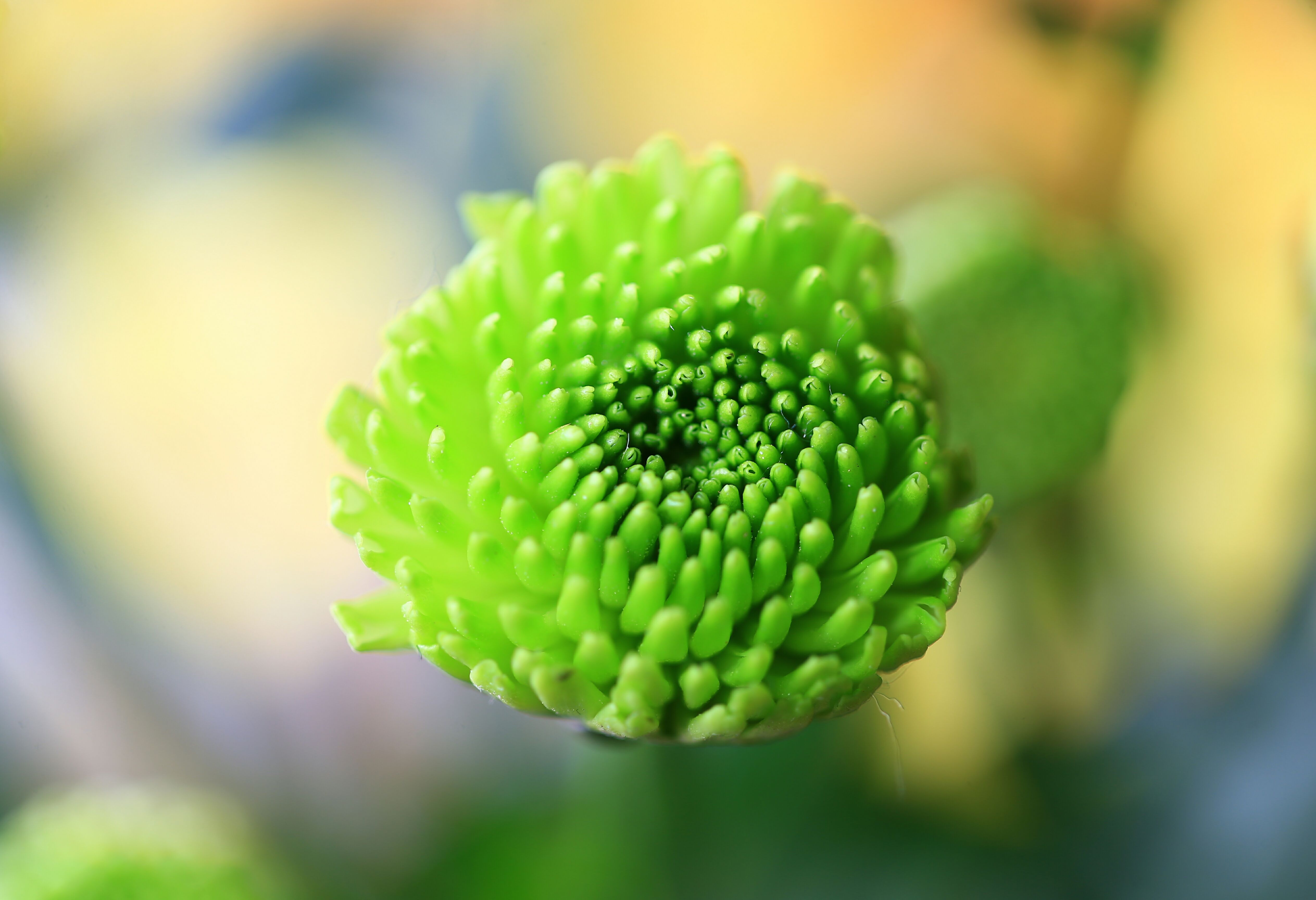 摄影:微距拍花草