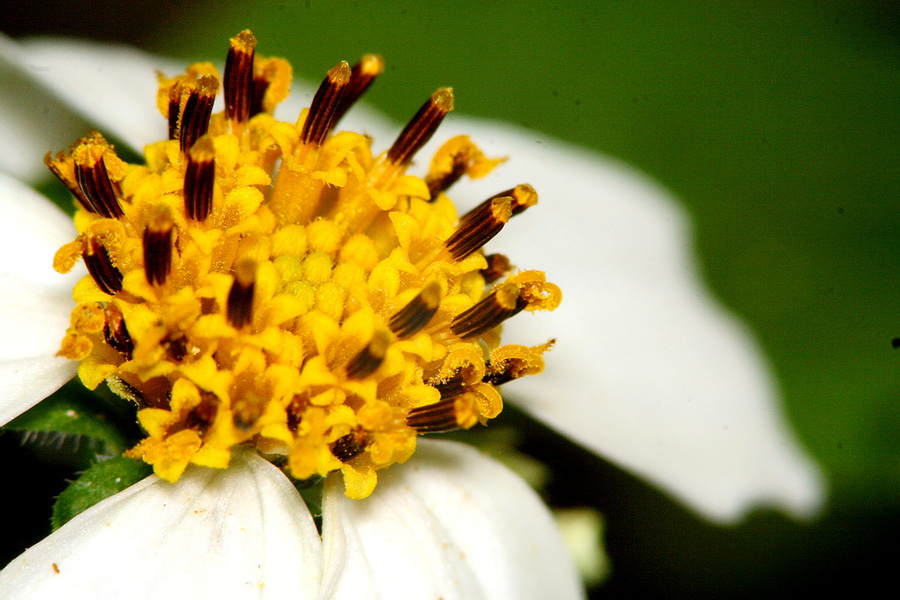 治肝炎:鬼针草,黄花棉各一两五钱至二两.加水1000毫升,煎至500毫升.