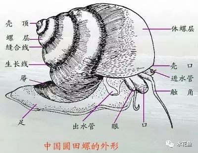 田螺粪便图图片