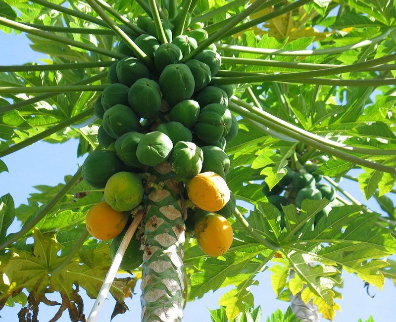 盆栽养一棵木瓜树,一年就能结很多果子