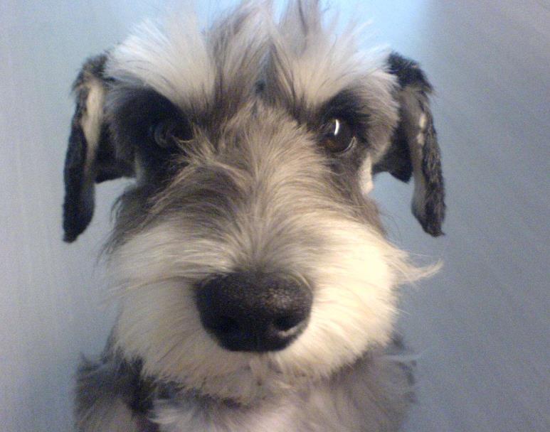 小狗中我就喜欢雪拉瑞,真的很可爱!