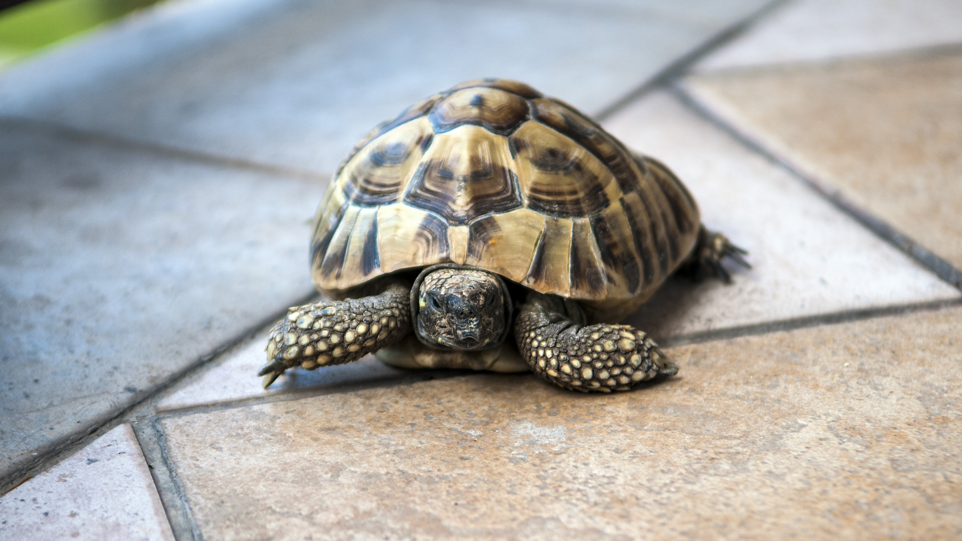 千年乌龟趴在地上晒太阳,养得好的话能为你送终!