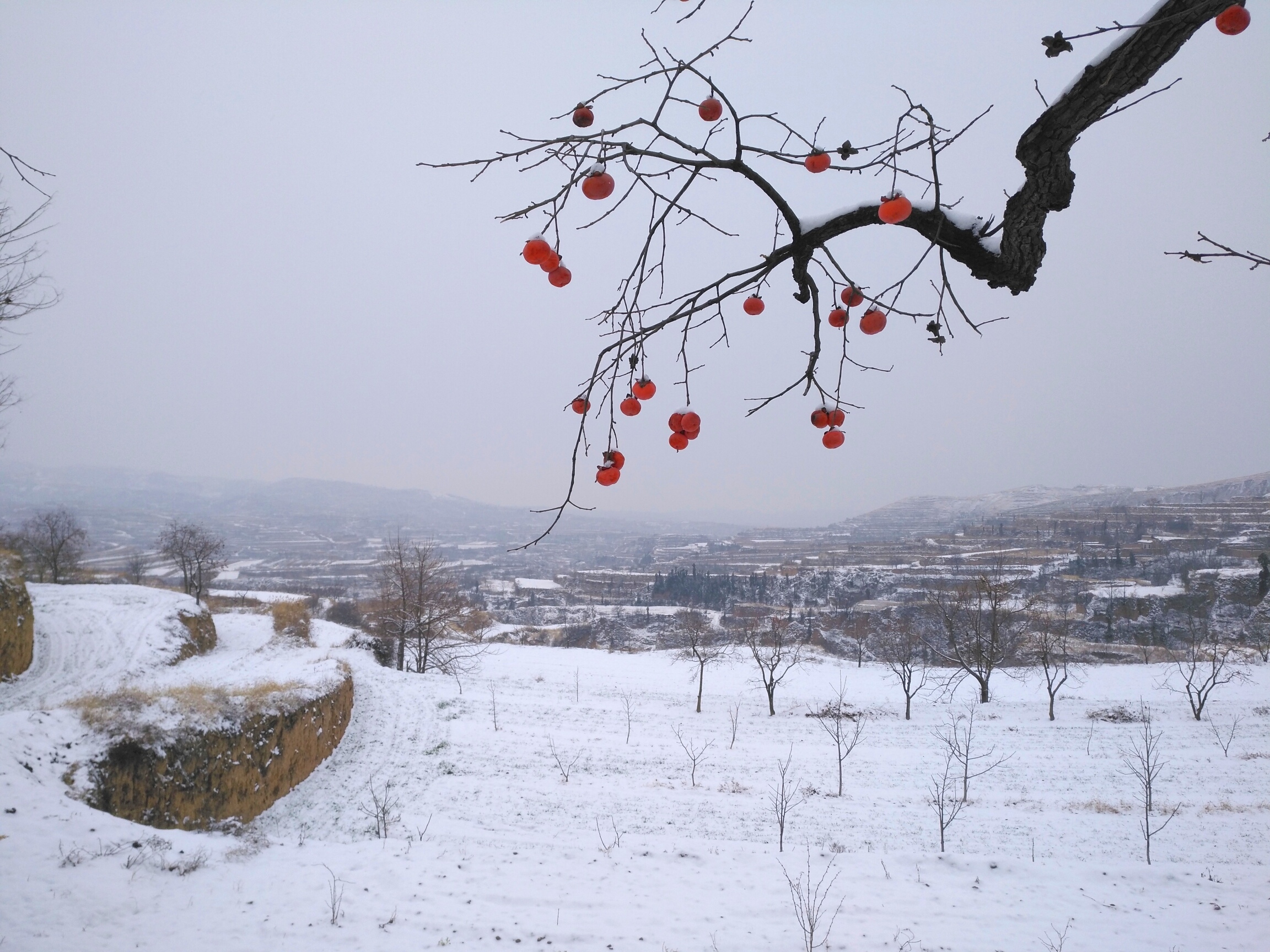 雪景柿子树图片图片