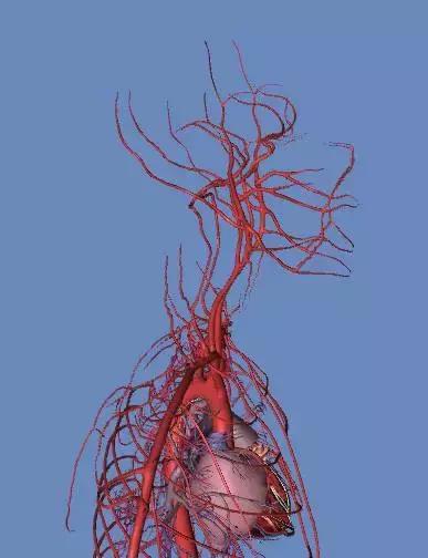 心脑血管立体图图片