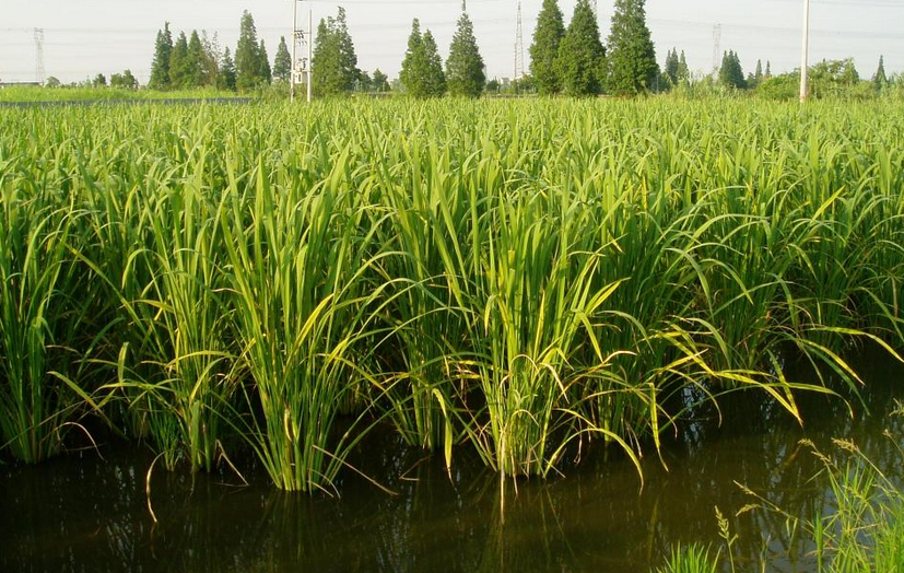 茭白,又名高瓜,菰笋,菰手,茭笋,高笋