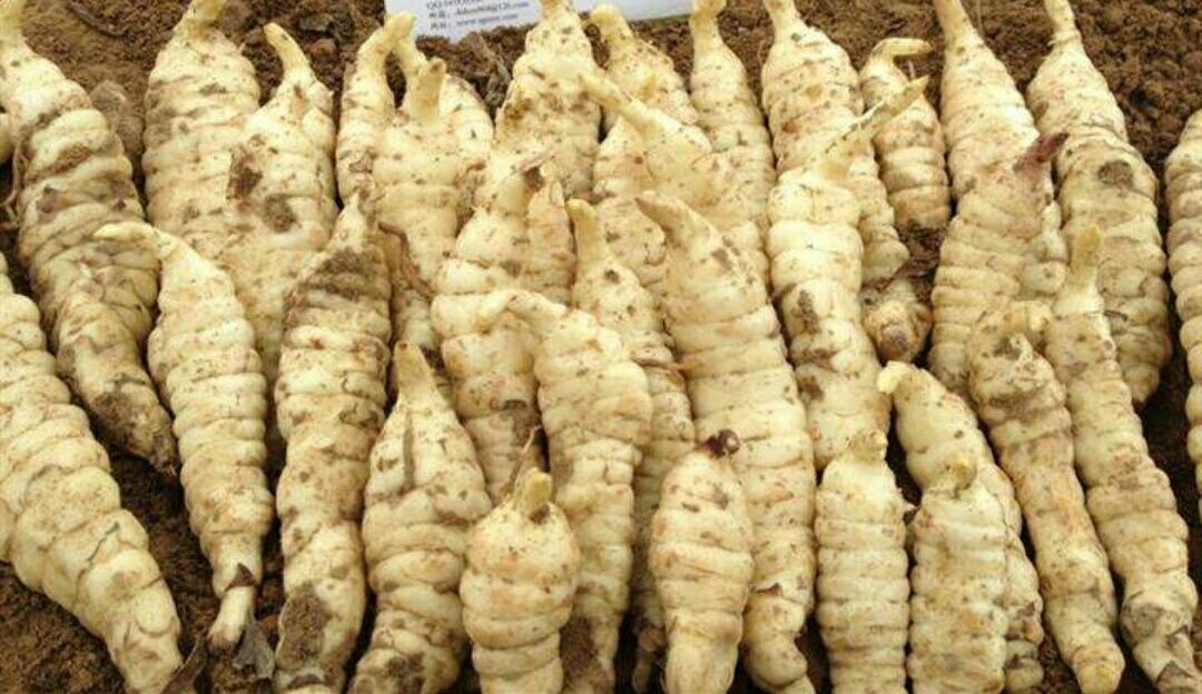 这种野菜像虫子,卖100元一斤,人称"植物中的软黄金"