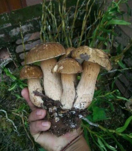 收获真大!一大团和石斛长在一起的蘑菇,晚上就吃它了