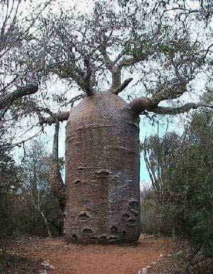 世界上最恐怖的神奇怪树