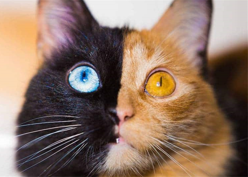 世界上最神奇的"双面猫",眼睛宛如宝石美极了!