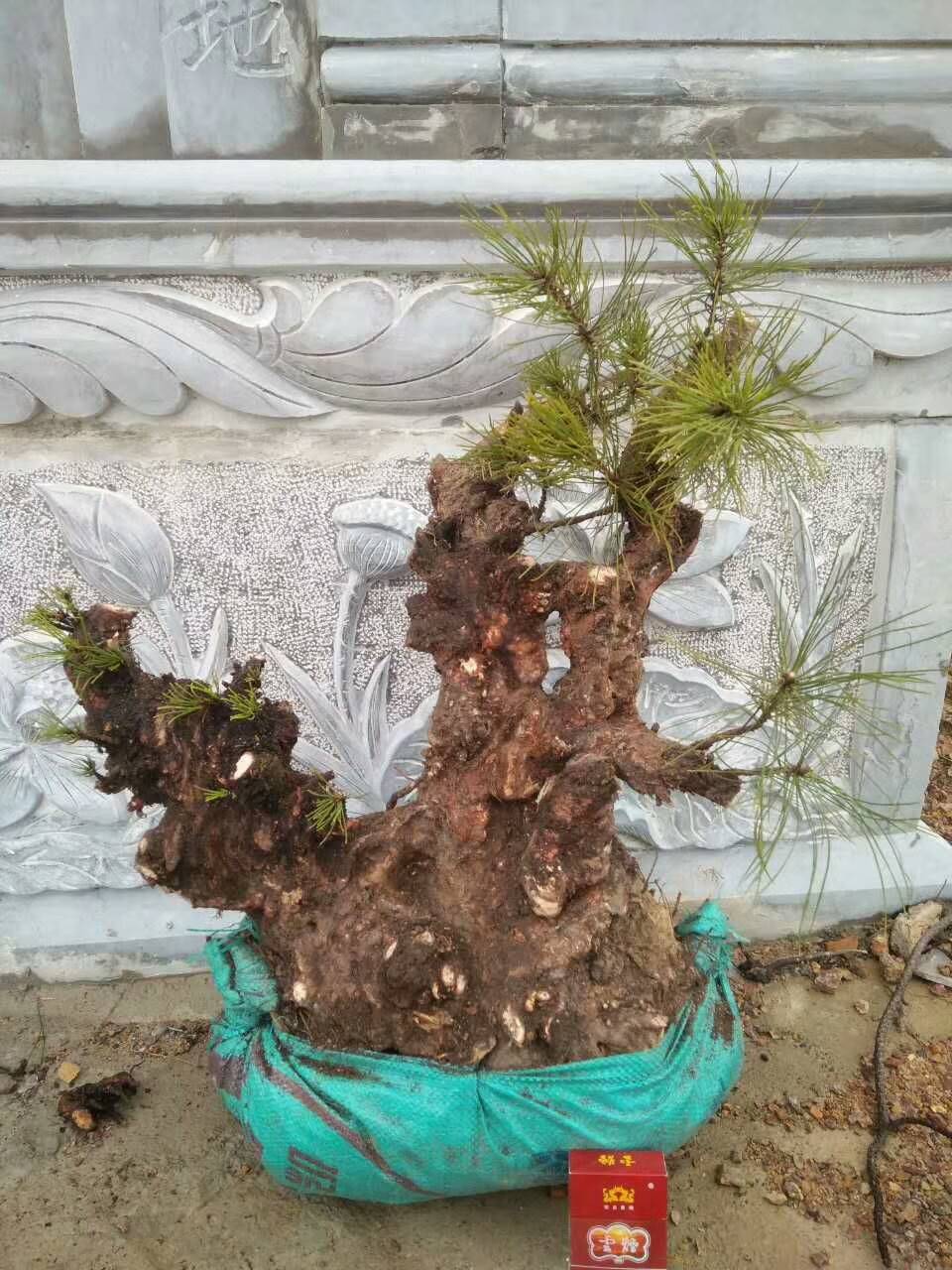 云南的下山松和北方的山松不太一样,臃肿疙瘩多,不错!