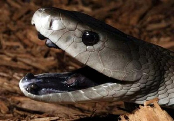 十大最诡异的蛇图片