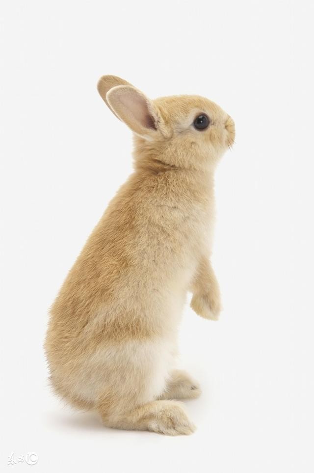 如果你想养出一只聪明的兔兔,就要把它当成孩子来养 ,它就会像小孩子