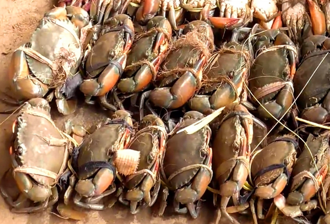 印度吃海鲜,不到100块能吃撑,卫生和味道嘛还真不好说!