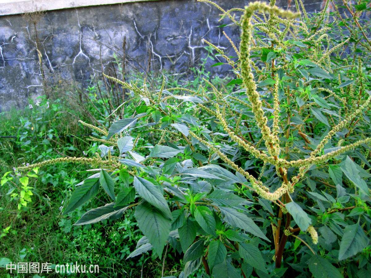 田間中草藥之刺莧