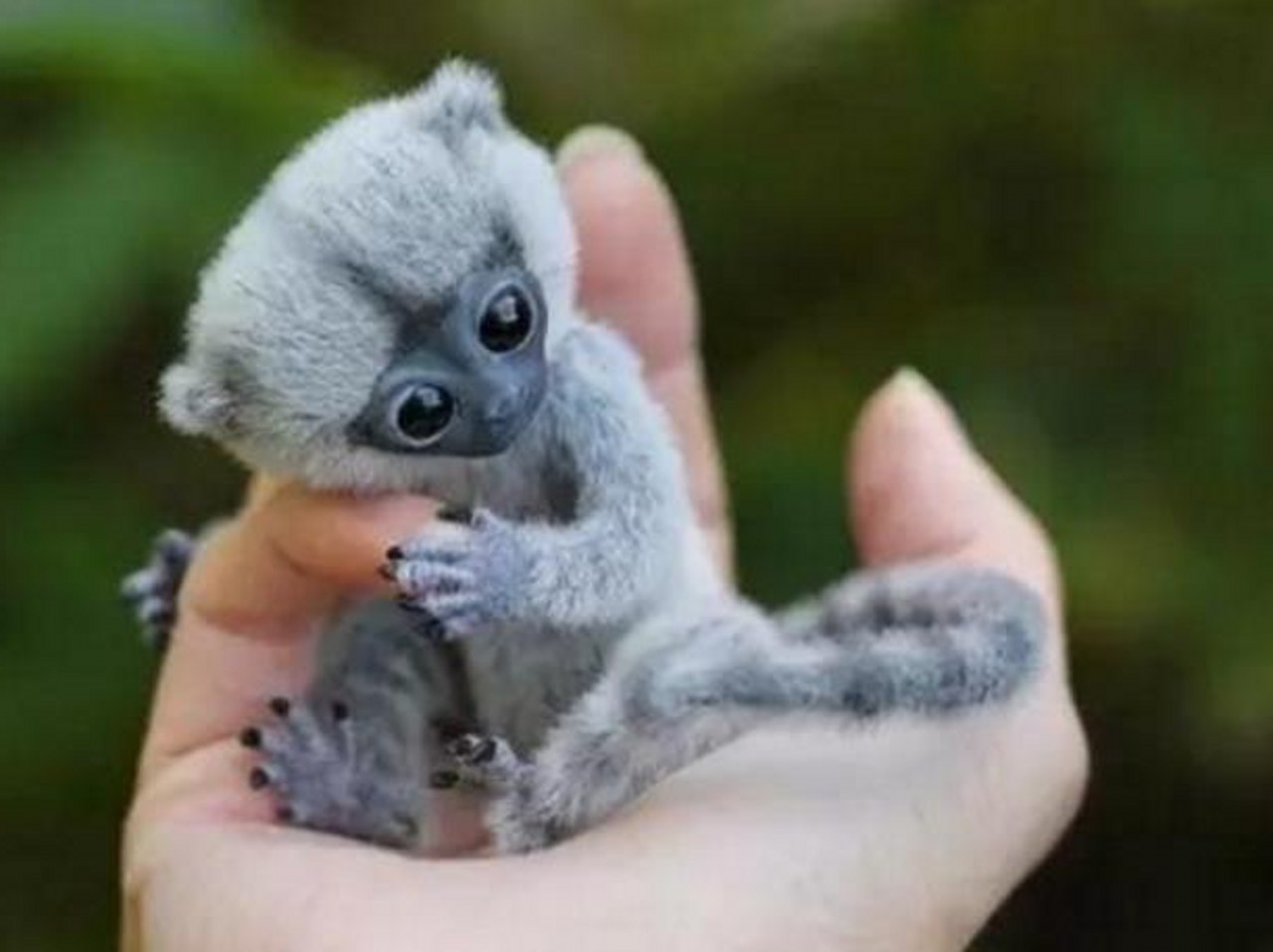 图为澳洲的迷你驴,是通过杂交培育的.可以活到35岁