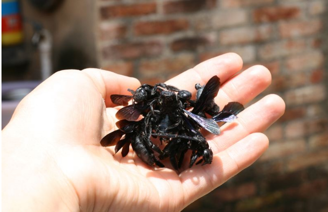 不过现在很少能够看到很多的竹筒蜂了.