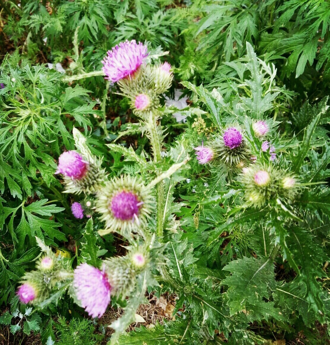 蓟是一种常见的草本植物,为菊科蓟属多年生草本,被子植物,多见于农田