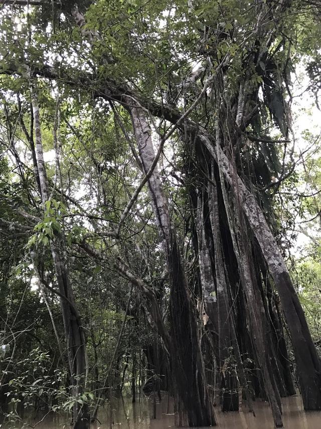 南美秘鲁,一个姑娘的亚马逊丛林野战记!