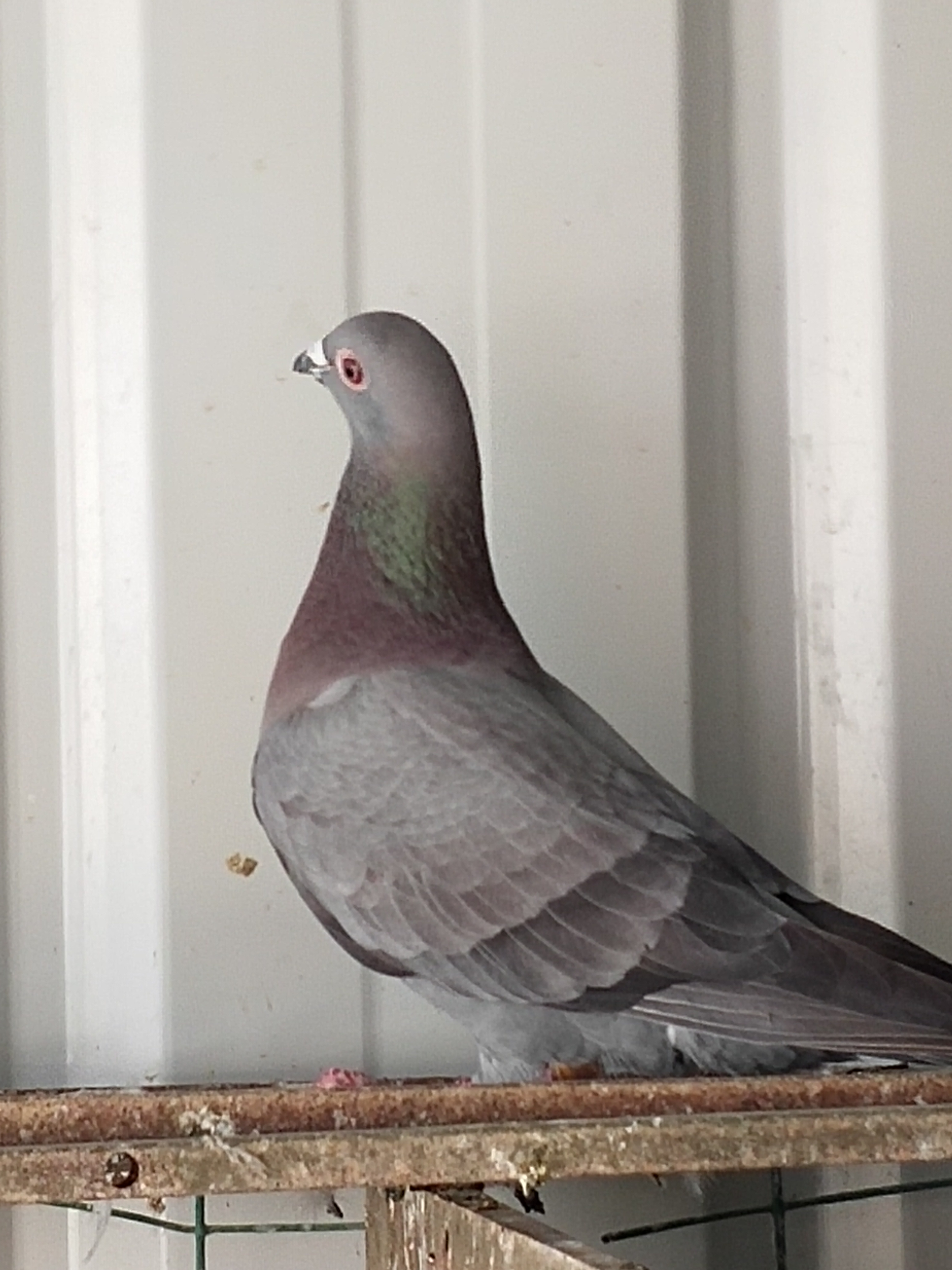 几羽新来的天落鸟,鸽子羽毛颜色特别