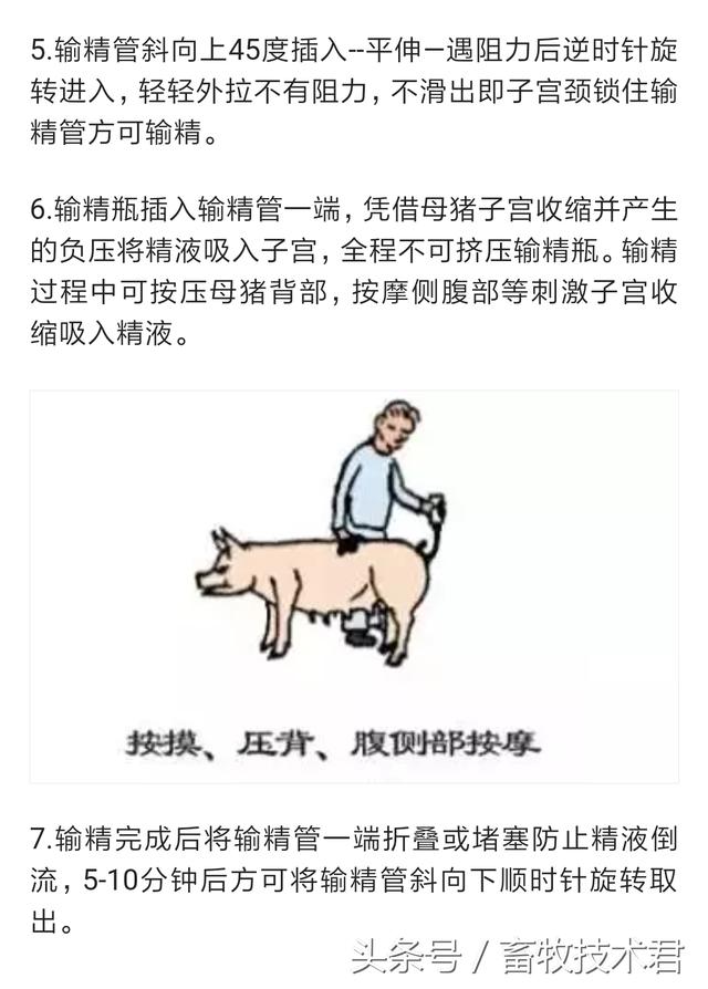 种猪收精方法图片