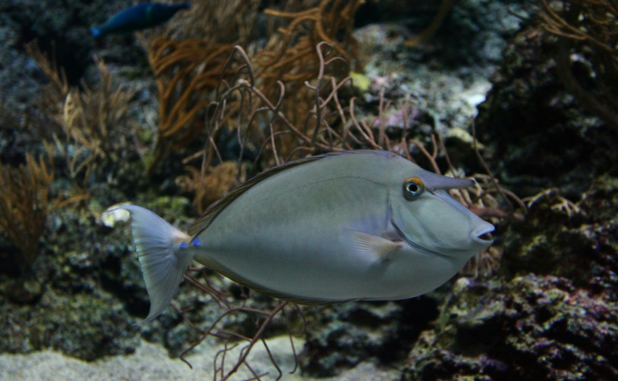 游弋在五彩的珊瑚丛中的鱼儿