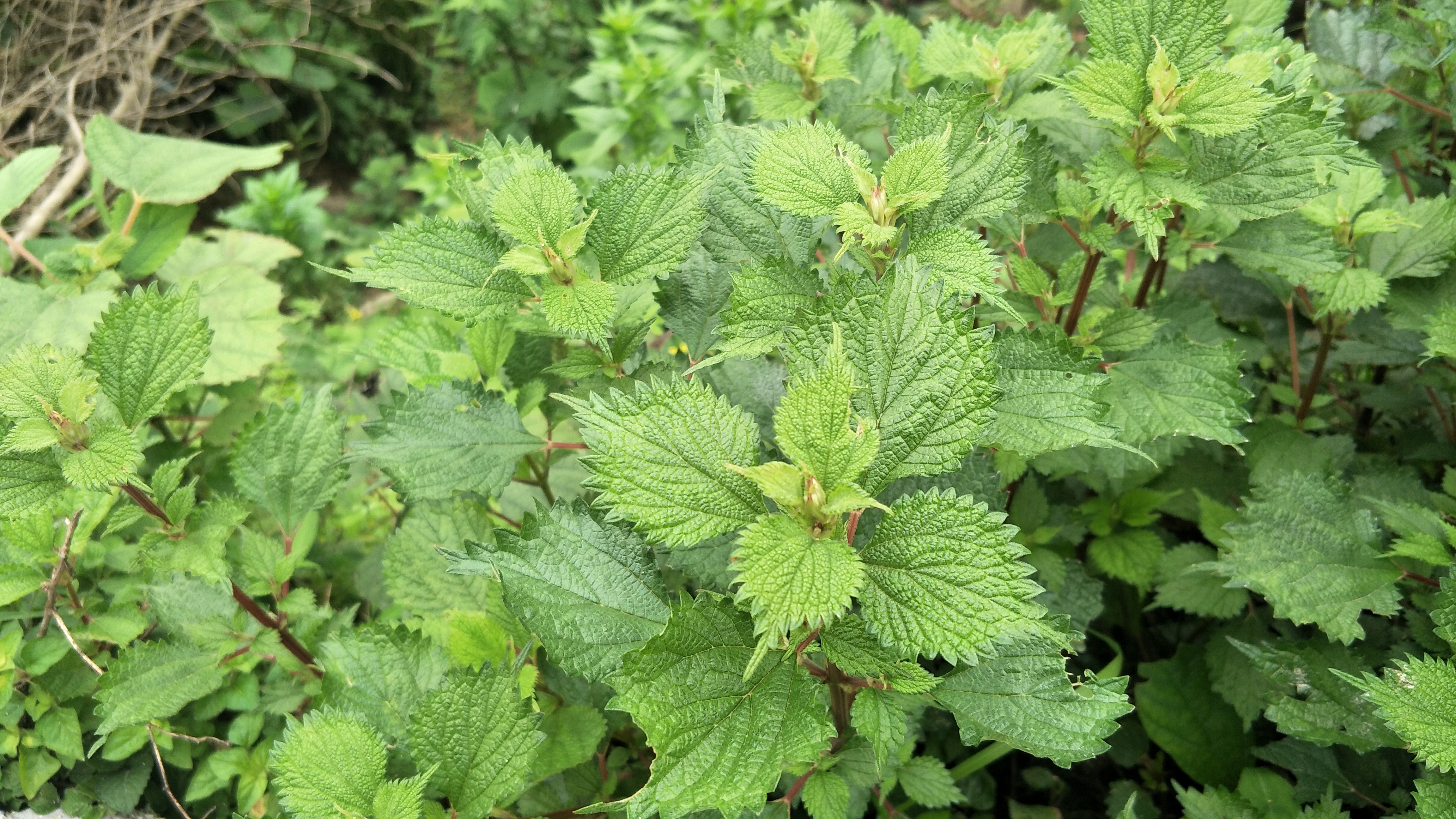 带麻的草药大全图片图片