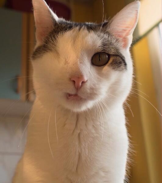 这只喵上校是一只吉尼斯世界纪录的猫它拥有 9英寸最长的猫毛