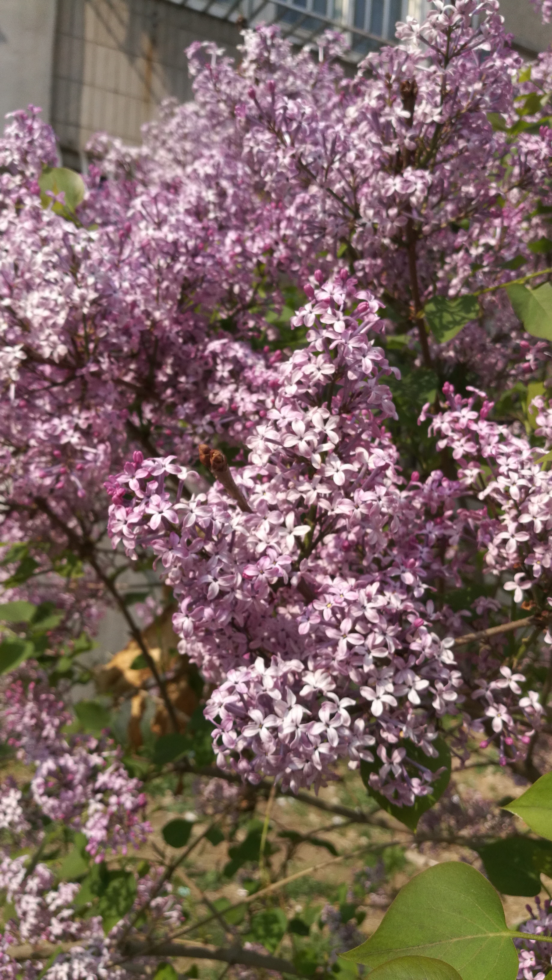 七瓣丁香花图片