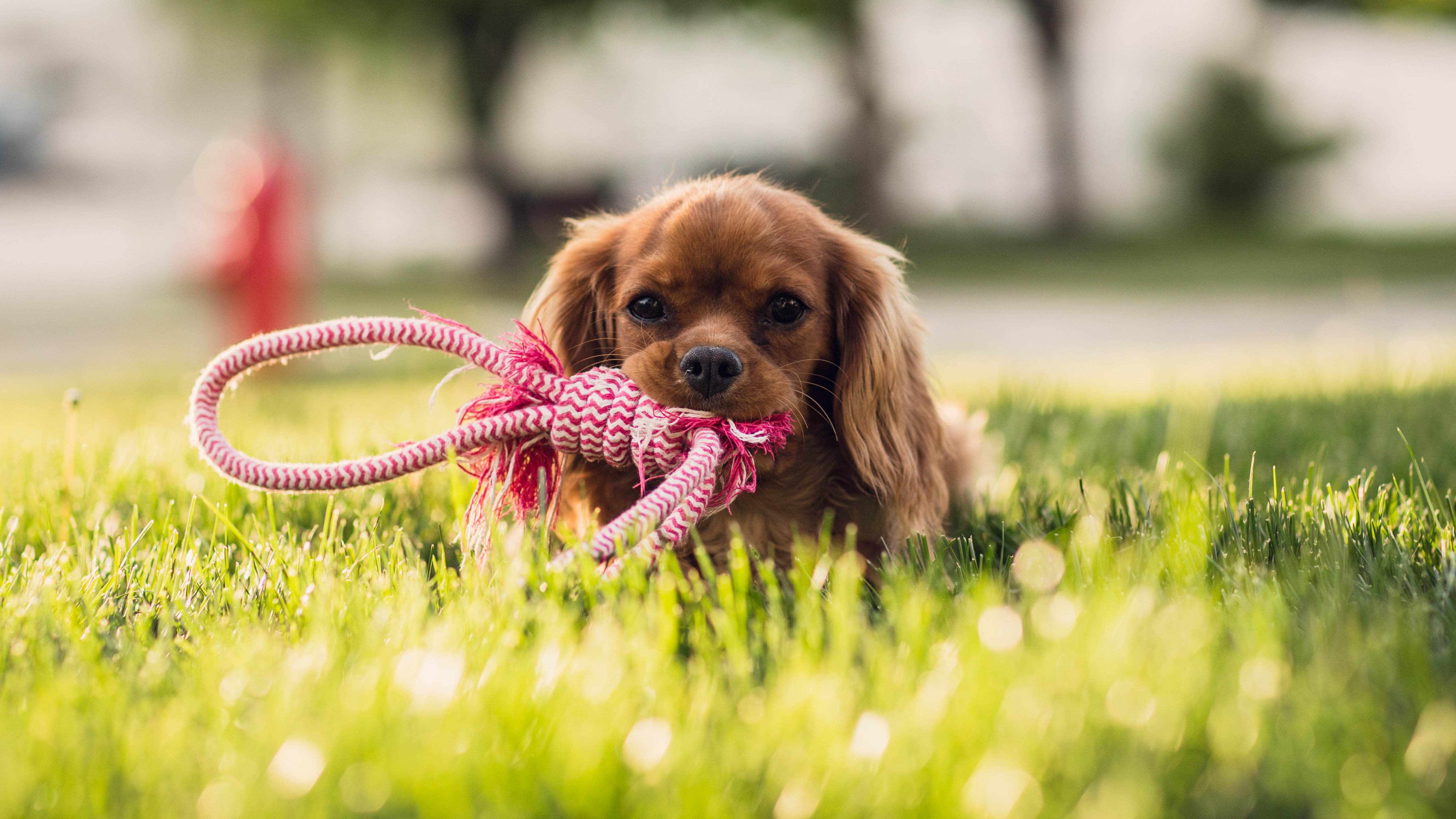 可爱的小奶狗,简直要萌化我的心了!