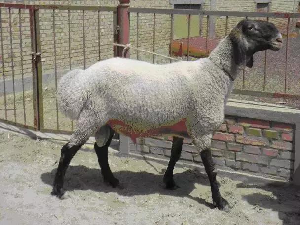 中国羊品种图片