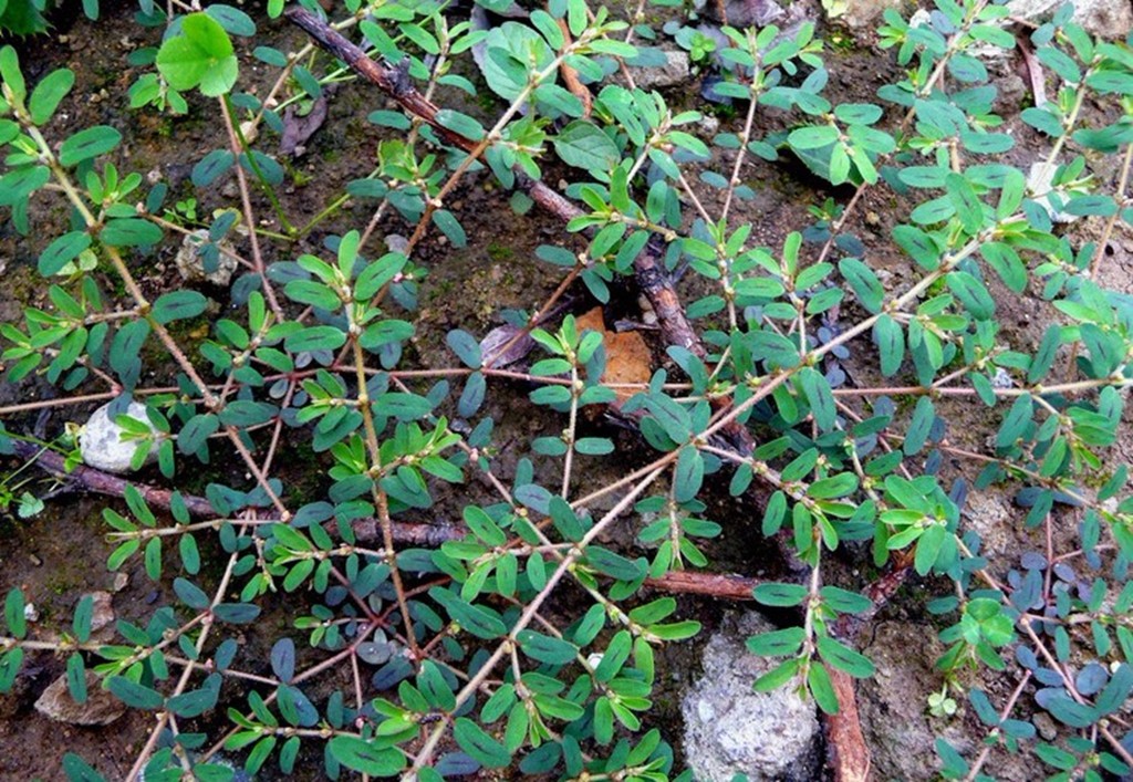 地锦草的茎秆呈现出紫红色,叶片圆润光滑,有点像是马齿苋一样