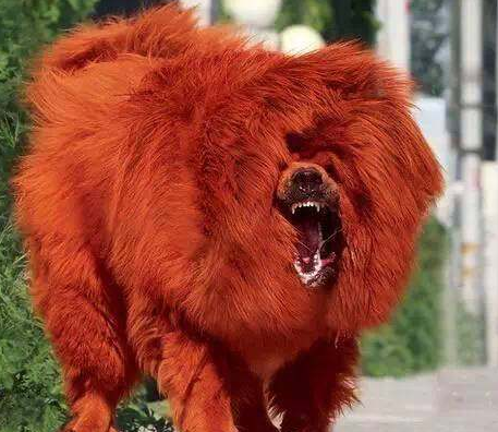 一只红色藏獒被一个煤老板以1000万元的价格买走,成为世界最贵的狗