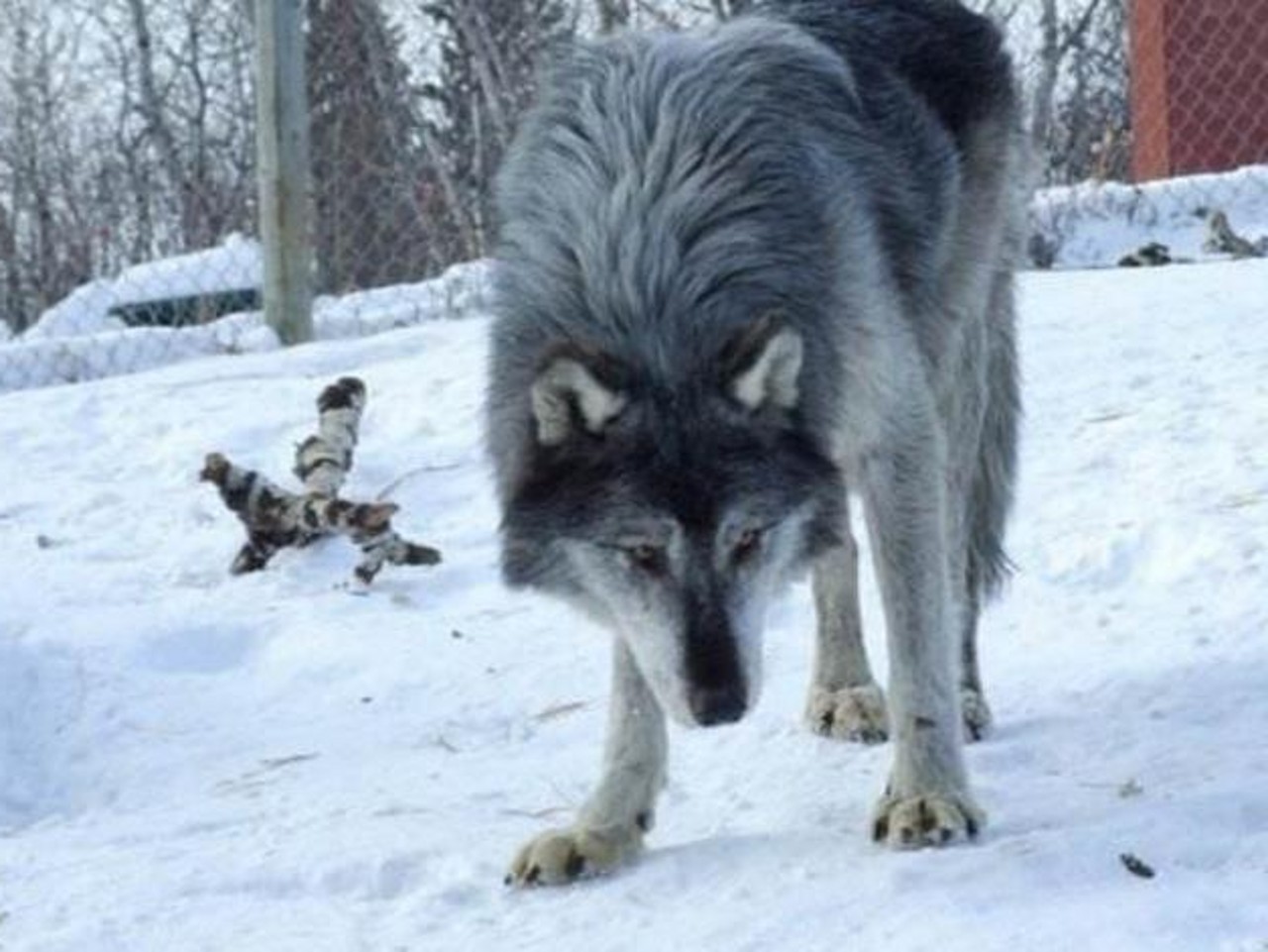 第四种:混血狼是指某一灰狼亚种与家犬的杂交后代,实际上混血狼是指各