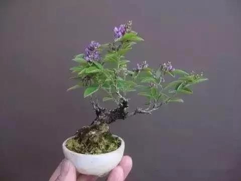 微型盆景,迷你小巧,全屏活好,最后堪称活好的巅峰