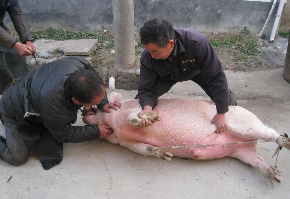 农村杀猪新杀法图片