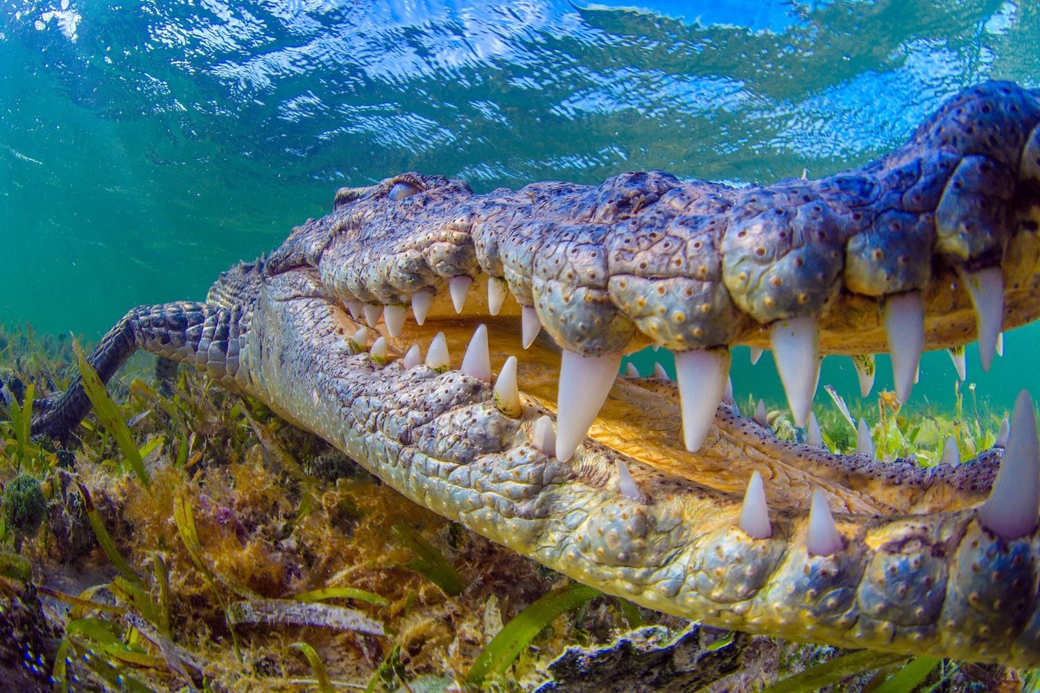 它们的牙齿坚硬而有力,约80颗左右鳄鱼终生都在换牙