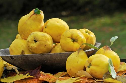 话说老北京之榅桲,这两个字不认识的请举手