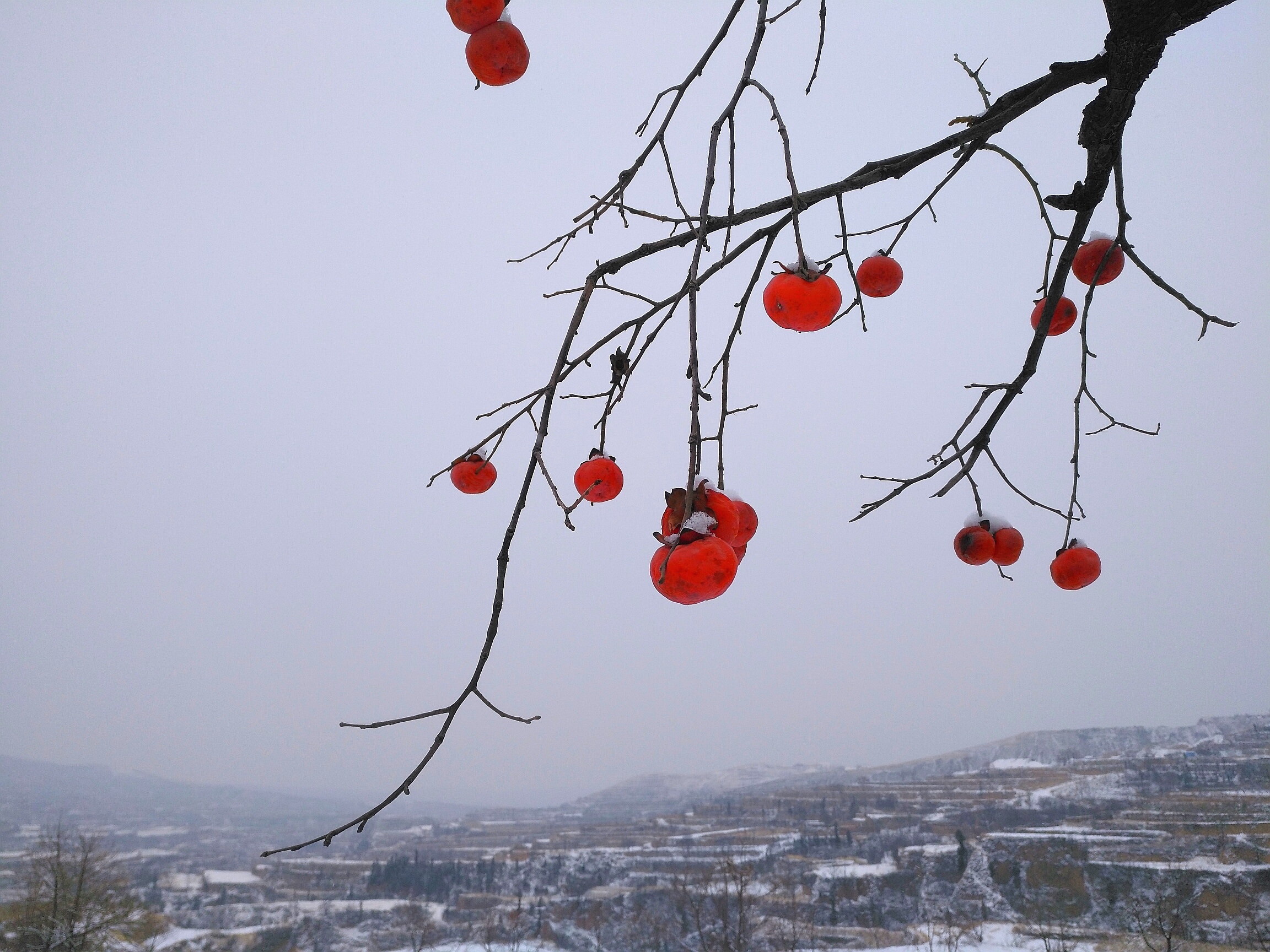 雪景柿子树图片图片