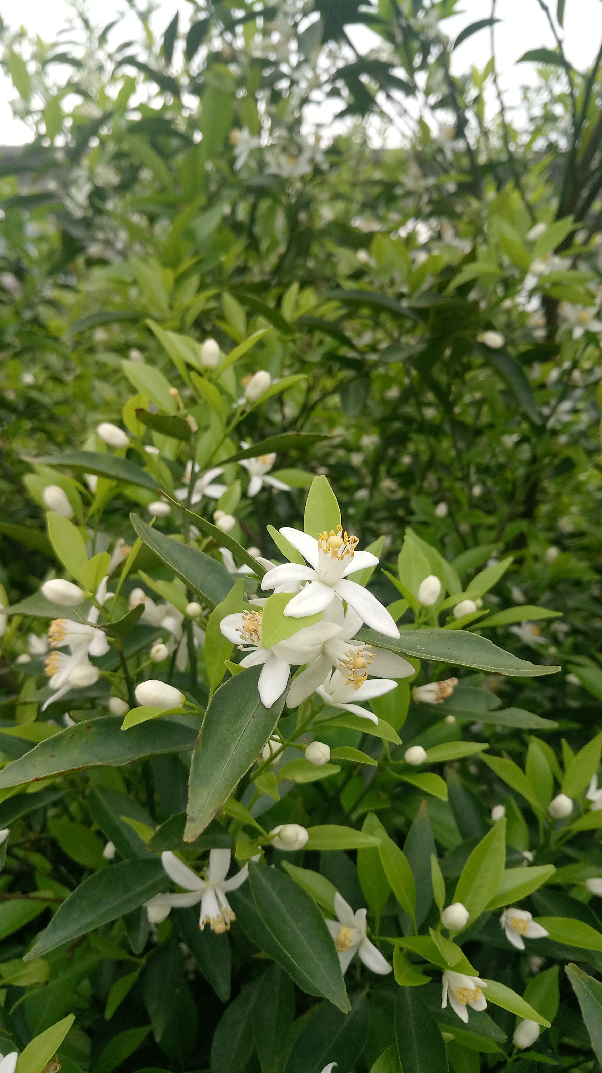 新会柑树开花后,有些开始结果了