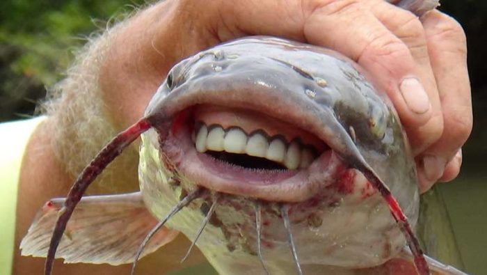 鲶鱼的牙齿图片