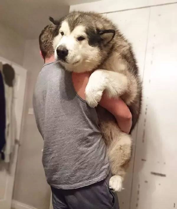 狗子智障了,该怎么办?