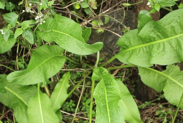 土大黃對外用跌打損傷,燒燙傷,溼疹,皮炎也是很不錯的哦