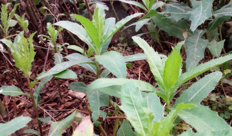 七七菜含刺槐甙,芸香甙,原儿茶酸,咖啡酸,氯原酸,生物碱,抑甙.