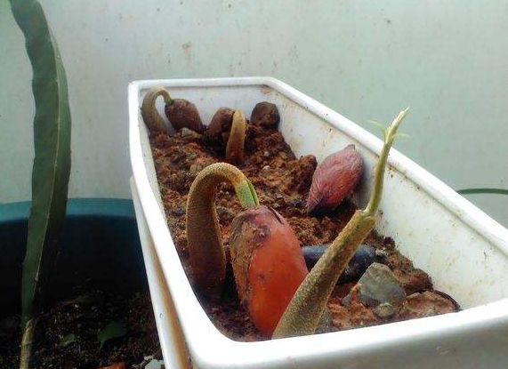 婆婆在盆里种榴莲,长出拳头大的果实,一口能吃好几个!