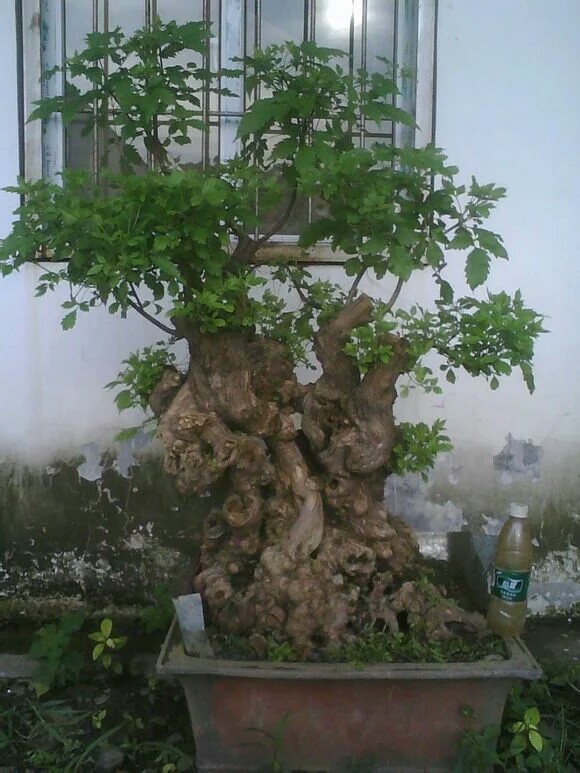 荆疙瘩花架图片