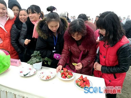 成都新都區馬家鎮冬草莓開摘,趕緊行動吧