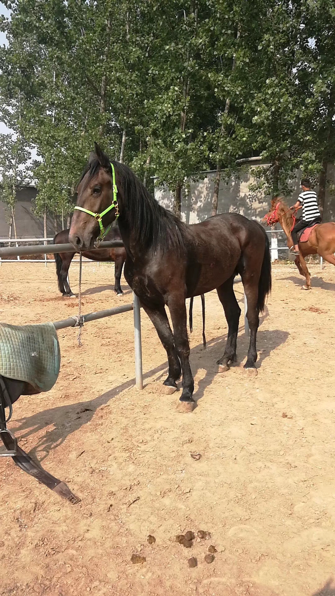 漂亮的国产改良马